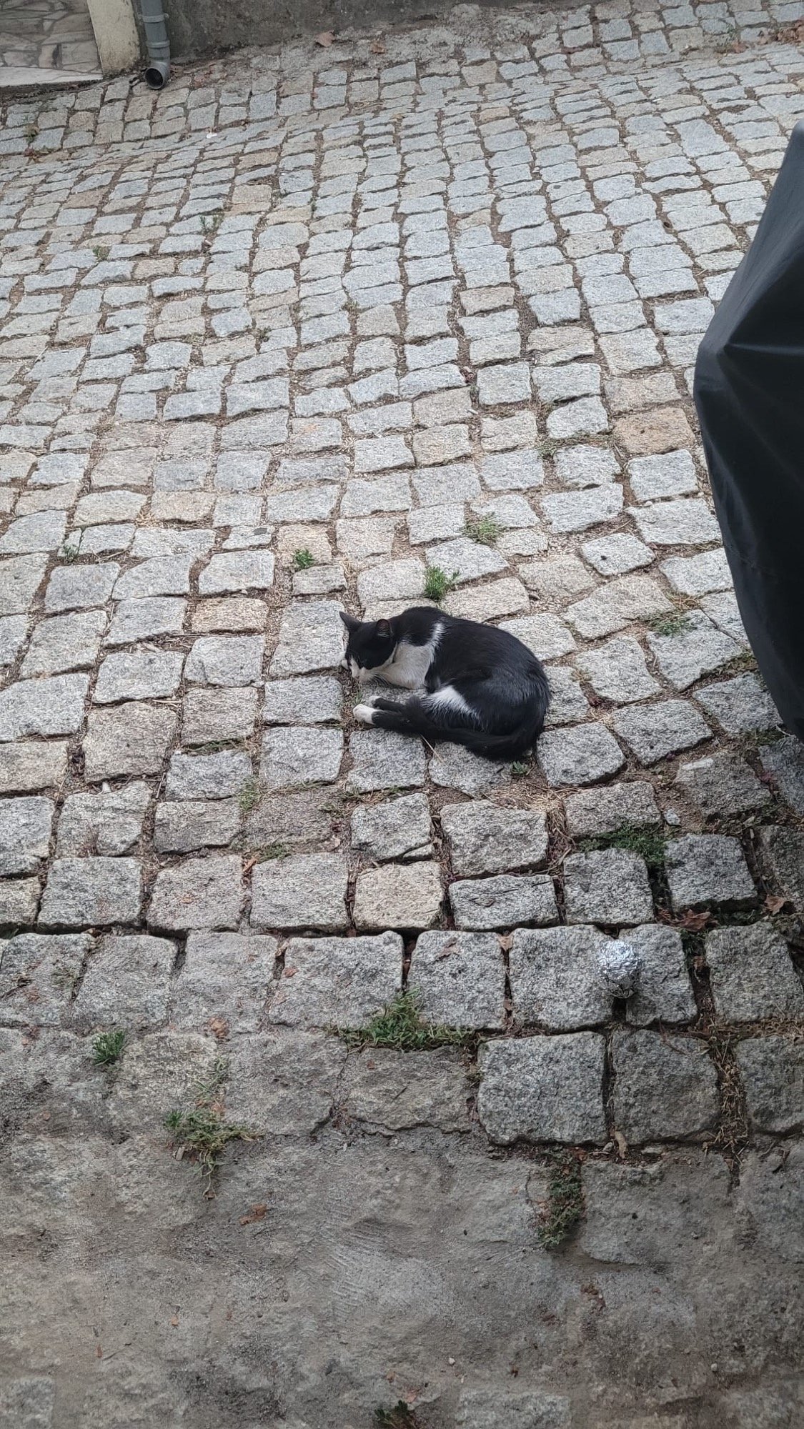 Nininho, 2