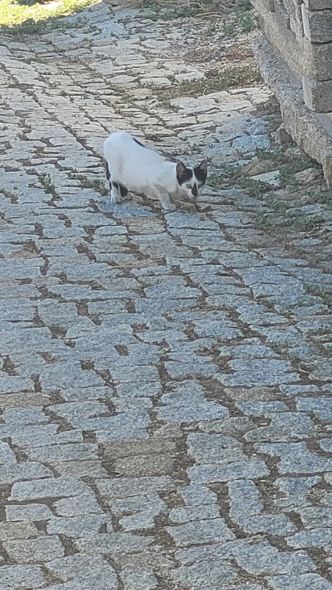 Dodger, 2