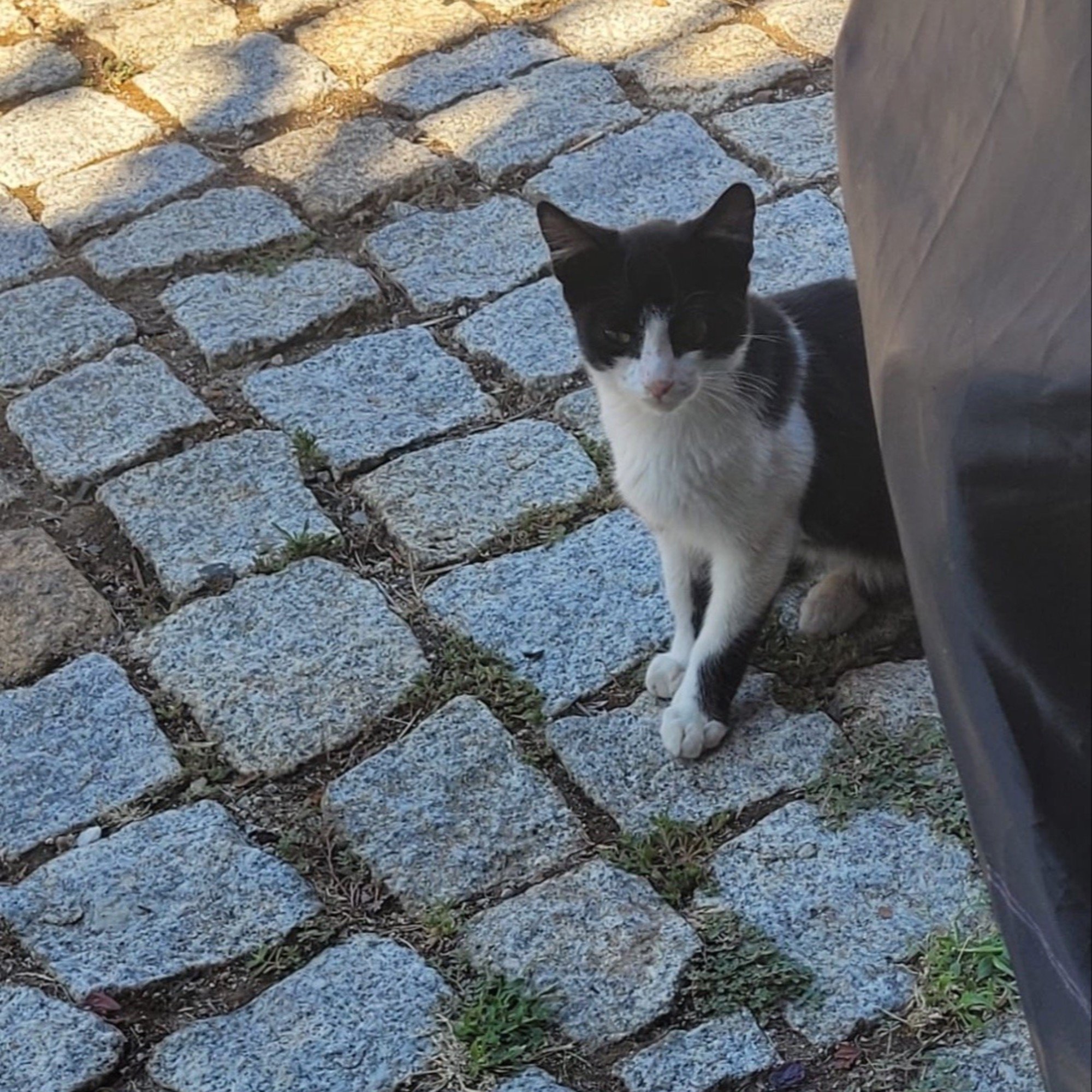 Nininho